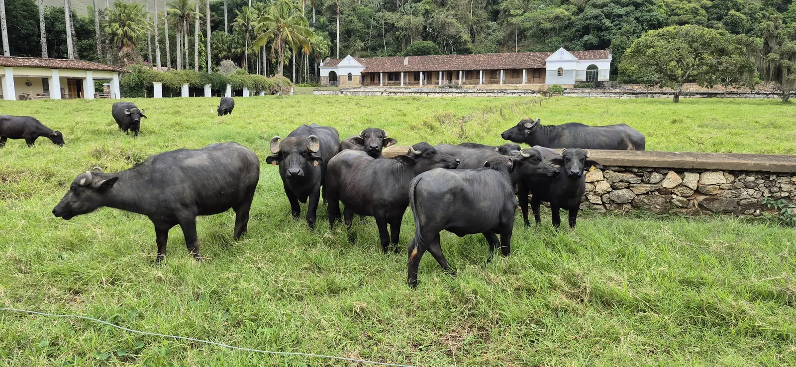 Buffalo in the pasture in the Vale do Café