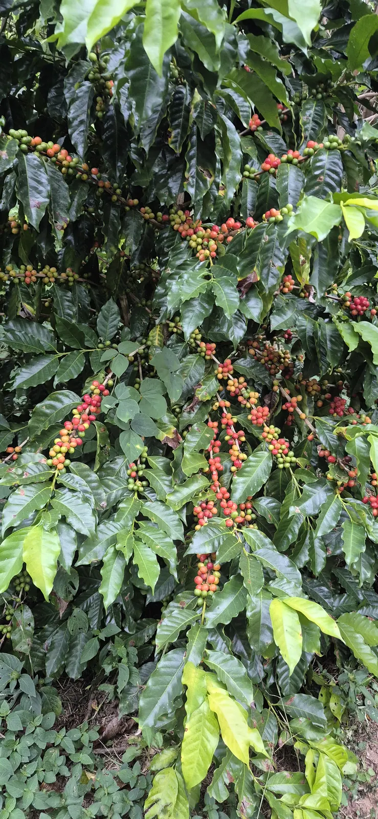 Coffee cherries in the Vale do Café