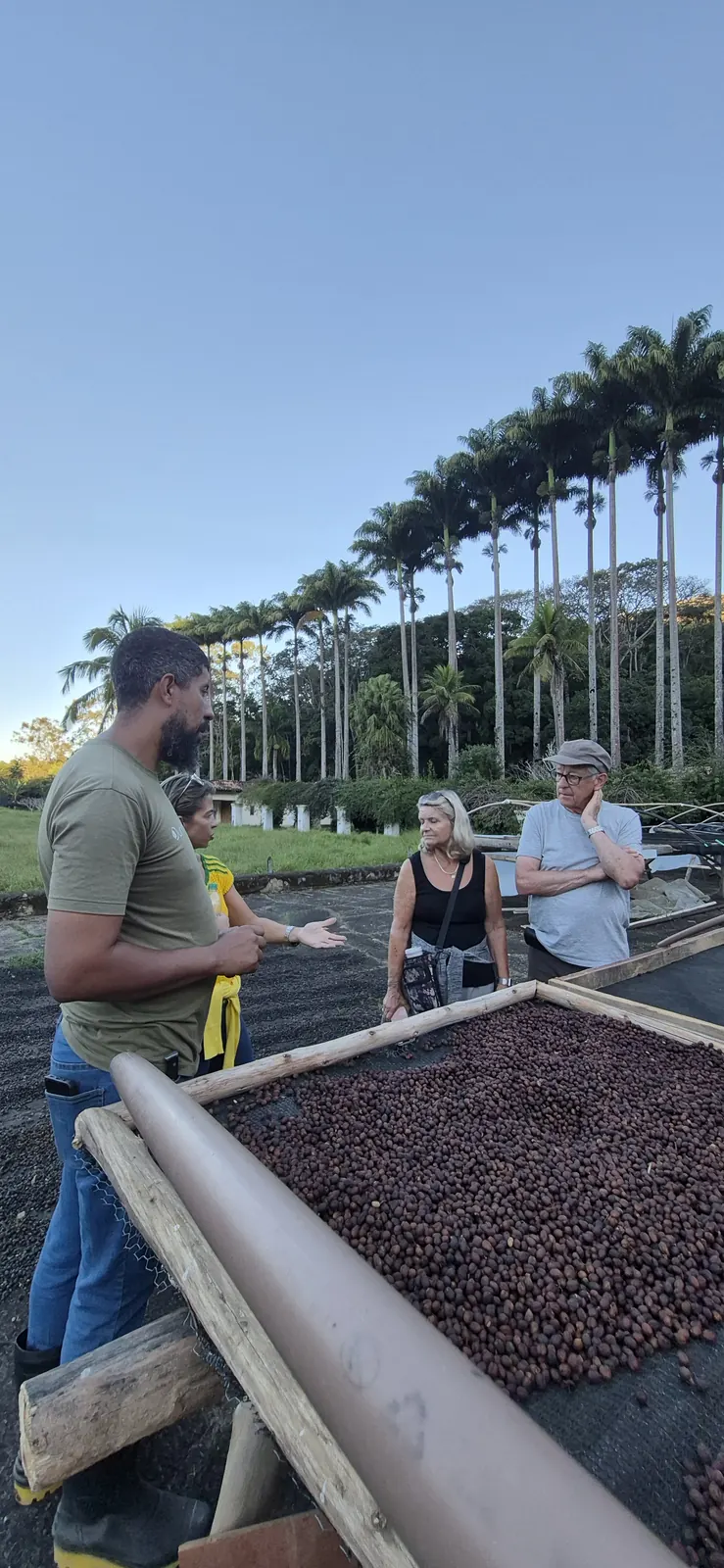Coffee drying yard in the Vale do Café